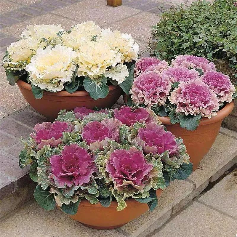 这10种耐旱花2个月不浇水,10种花养不死