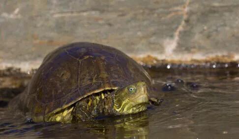 黄喉石龟图片大全,欧洲黄喉