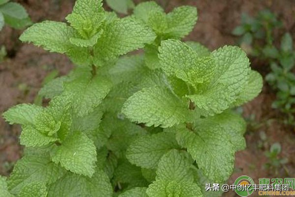 薄荷鱼香草种植方法,鱼腥草怎么繁殖