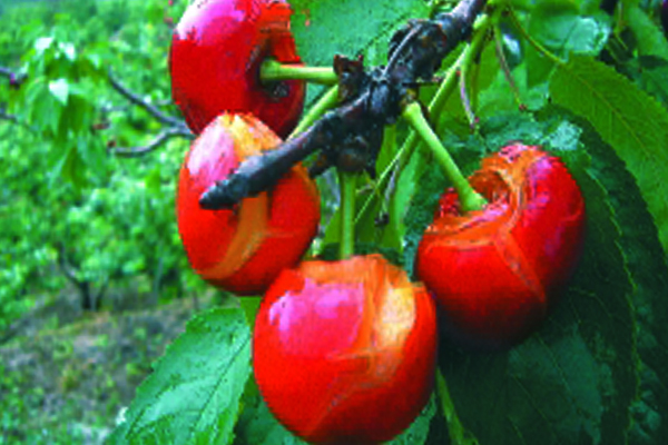 樱桃坐果太多怎么办,樱桃坐果前期注意事项