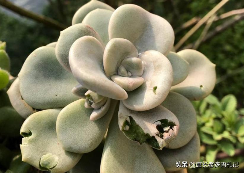 多肉叶片坏了就会死吗？不一定，但表明多肉已经有问题需即刻处理