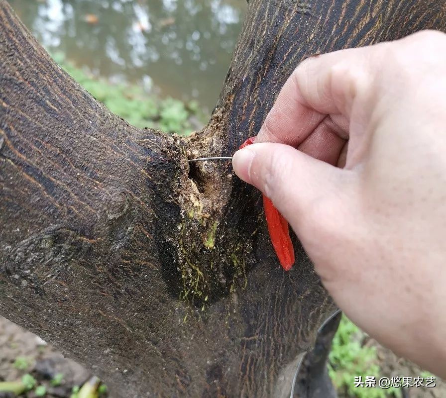 柑橘天牛防治可以管多长时间,柑橘天牛危害时间