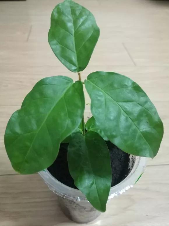 塑料瓶绑在月季上能生根吗视频,水扦插适应哪些花卉