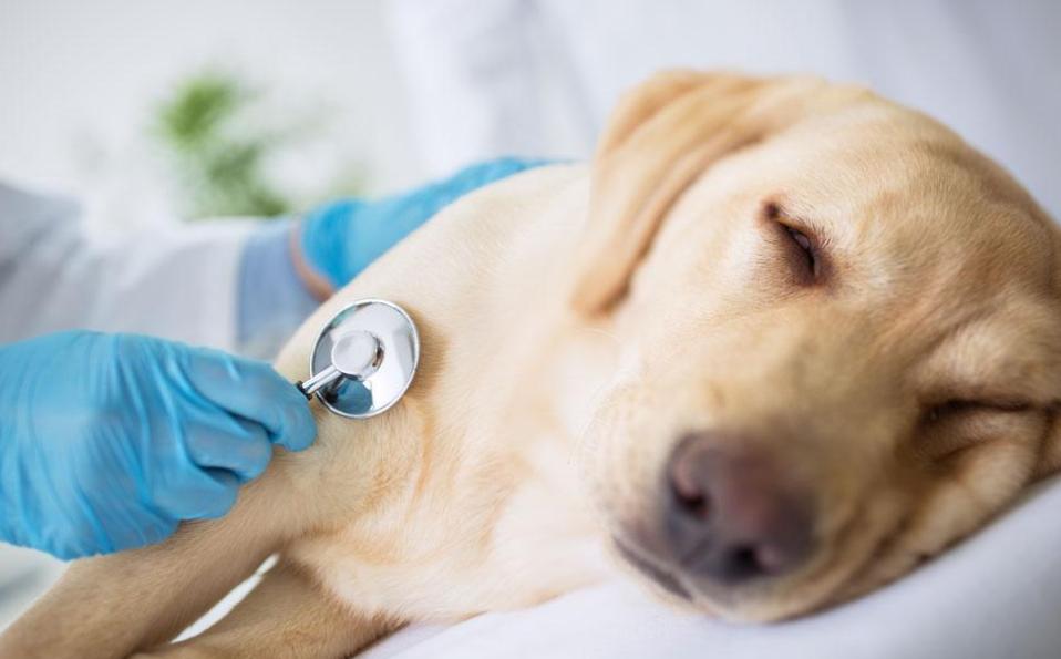 狗狗拉稀便的治疗方法,狗狗拉稀软便可以吃蒙脱石散吗