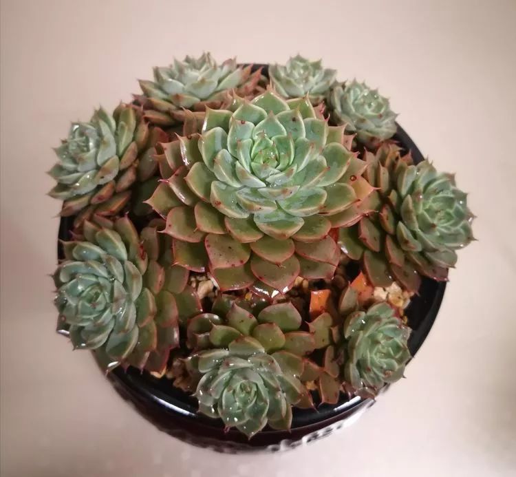 一花一世界多肉园艺,一花一世界一叶一菩提多肉植物