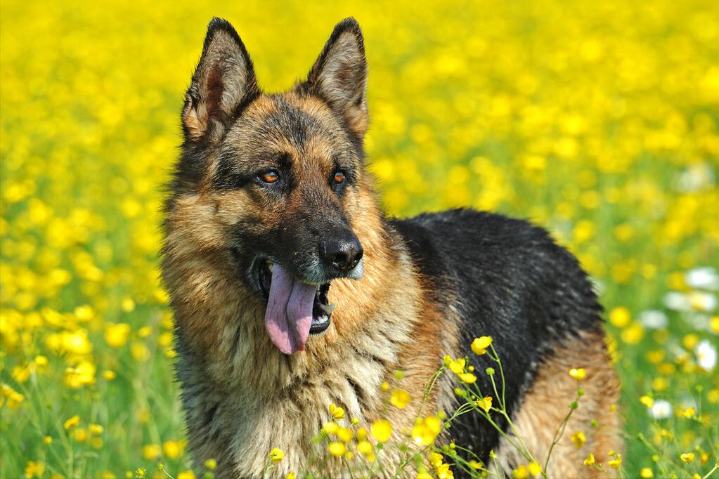 德牧拉稀怎么办,德牧拉稀是吃得多了吗