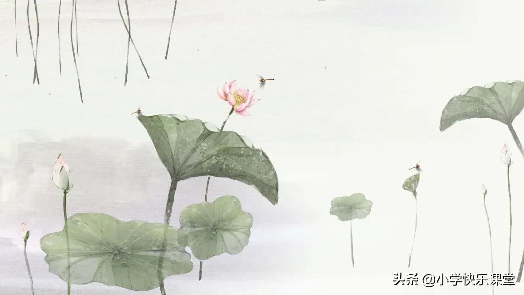 描写荷花的作文300字三年级的,摘抄课文荷花的好词好句