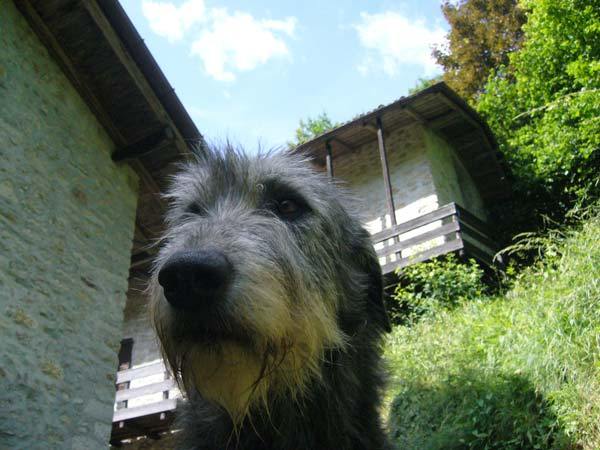 农村的狗适合散养还是圈养,什么狗适合在城里小区养