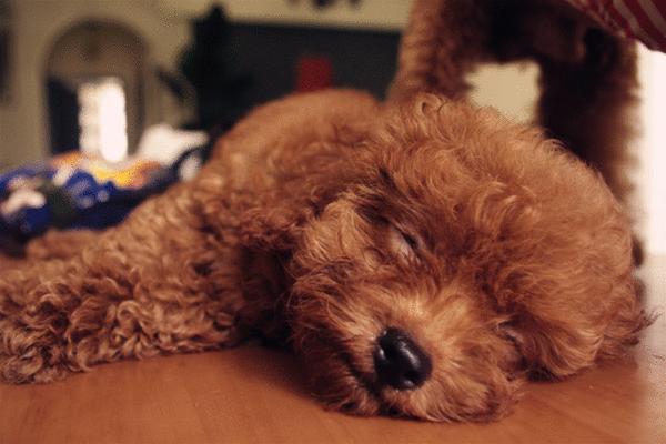 泰迪犬换狗粮能引起拉稀吗,泰迪犬拉稀怎么治疗