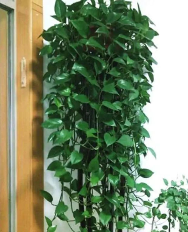 什么花怕阳光晒,什么花不怕阳光晒又不怕凉