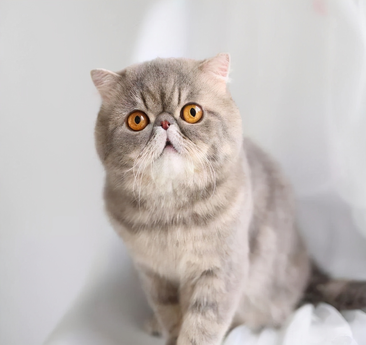 最懂事的猫,猫懂事