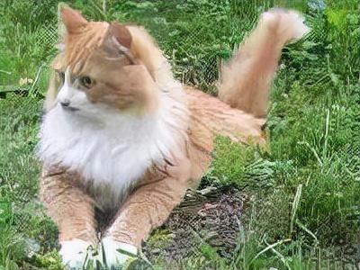 长着胡子的猫咪什么品种,有胡子的猫咪是哪种猫