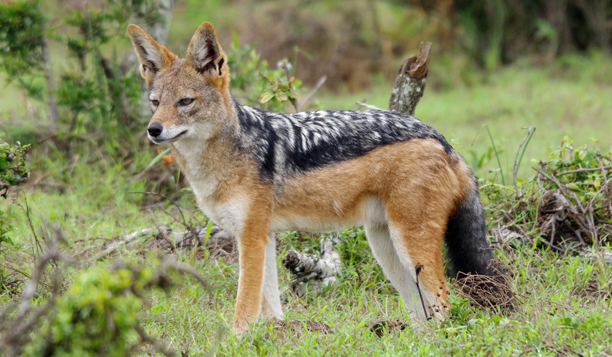 黑背胡狼智谋最高吗,黑背胡狼的弱点