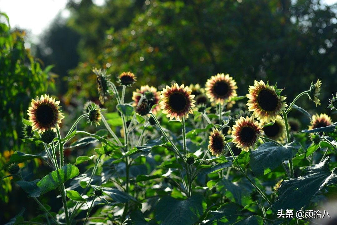 这个夏天我在花园里种向日葵|园丁