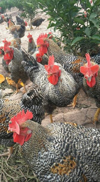 芦花鸡养殖前景如何,养殖芦花鸡