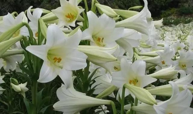 冬季养百合的养殖方法和注意事项,如何让水养百合尽快开花