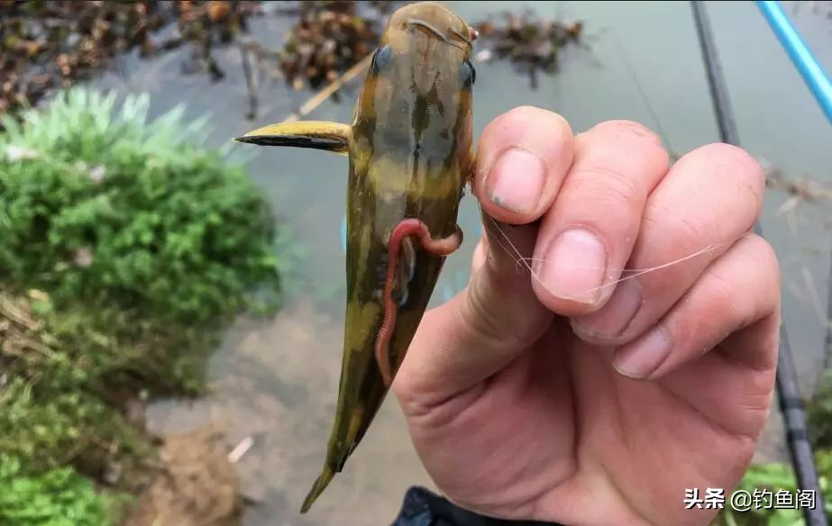 黄颡鱼适应什么钩最好,串钩钓黄颡最佳的方法