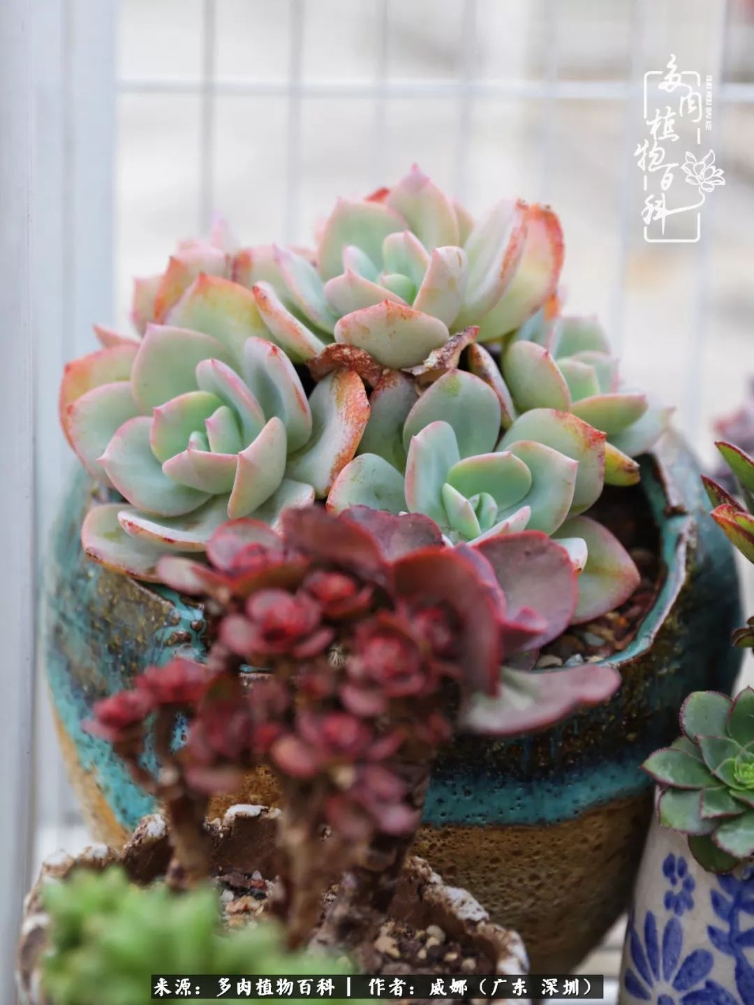 笼子里的多肉,露养的多肉和室内的多肉区别