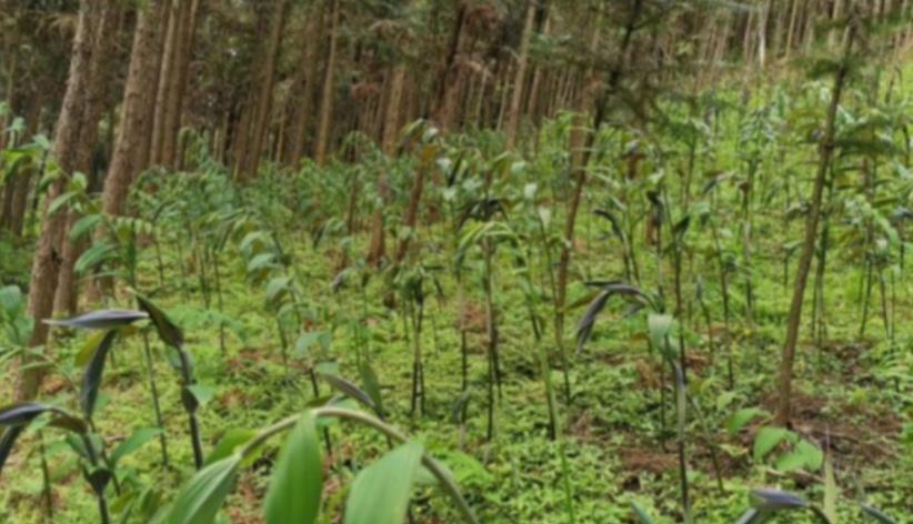 榛勭簿浜т笟鍝佺墝鎺ㄥ箍,榛勭簿浜т笟鍝佺墝