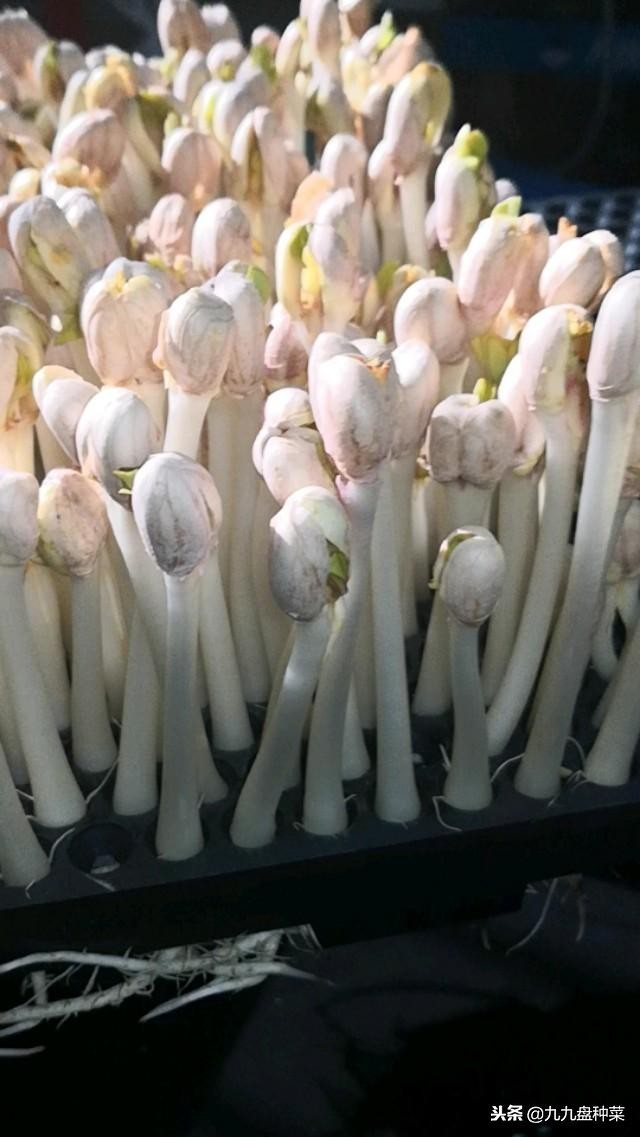 花生芽的危害辟谣,自己发的花生芽有毒吗