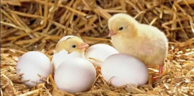 怎样防止蛀牙不再蛀,蛀牙能否挽救