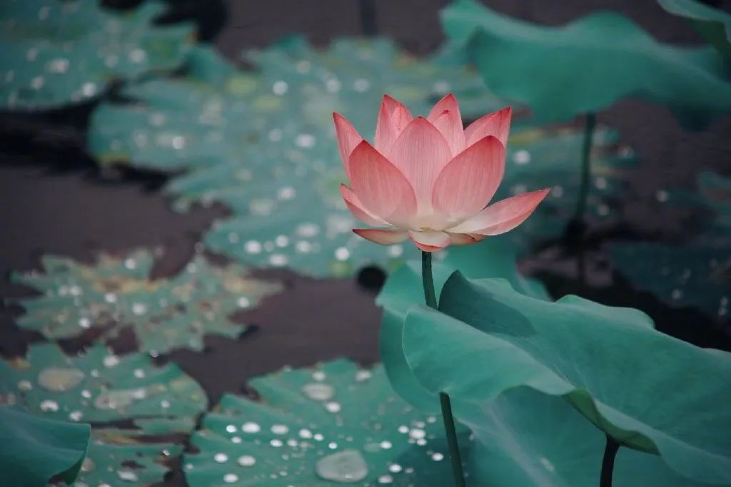 繁华过后一盏清茗也能品出百味,繁华之后静立于世