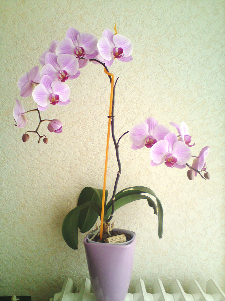 浇水过多死的植物,最容易浇死的6种花