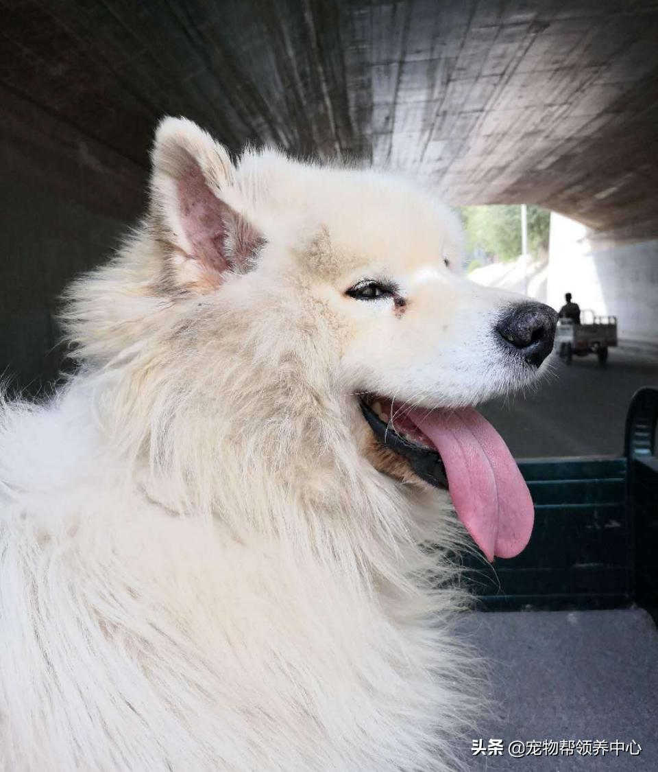 除夕,身上恶臭的萨摩耶在家门口流浪:为什么要抛弃我?