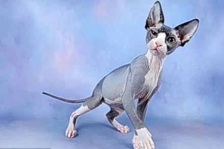 世界上最好的猫咪是什么品种,十大名贵猫72种猫咪品种大全