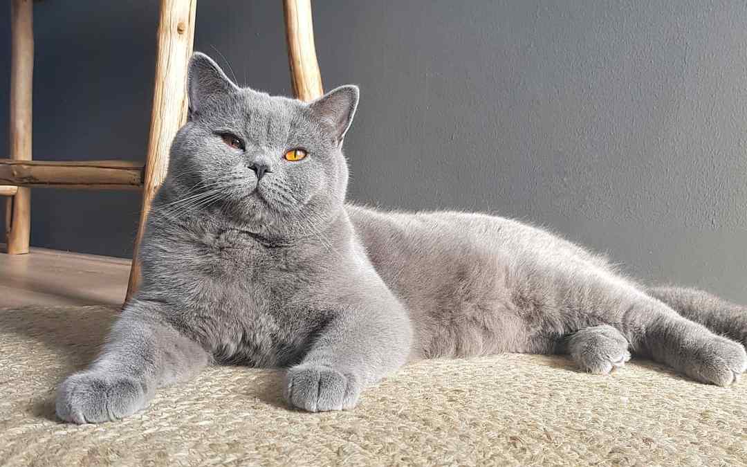 宠物母猫生产前有何反应,母猫生完崽后有点焦躁该怎么解决