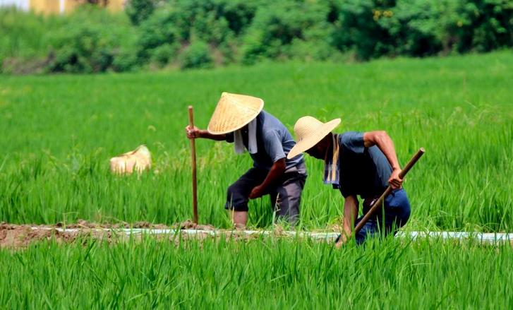 过了夏至节谚语,过夏至的俗语有多重要