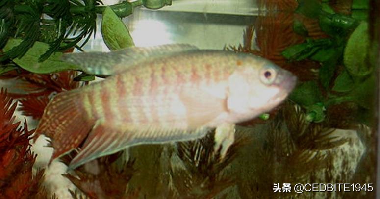 最好养的观赏鱼斗鱼,十大养不死的热带鱼观赏鱼品种
