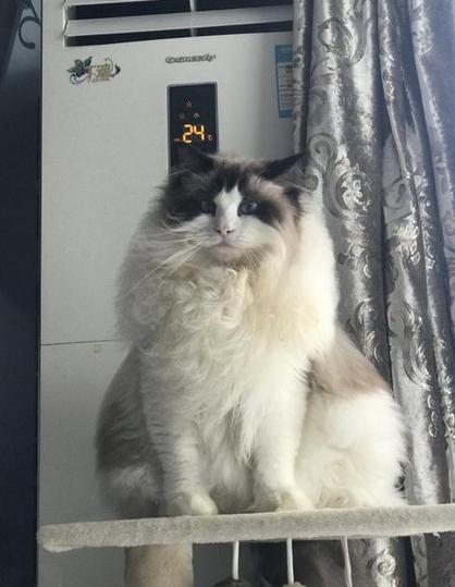 猫咪清凉一夏剃毛视频,夏季猫咪养护方法有哪些