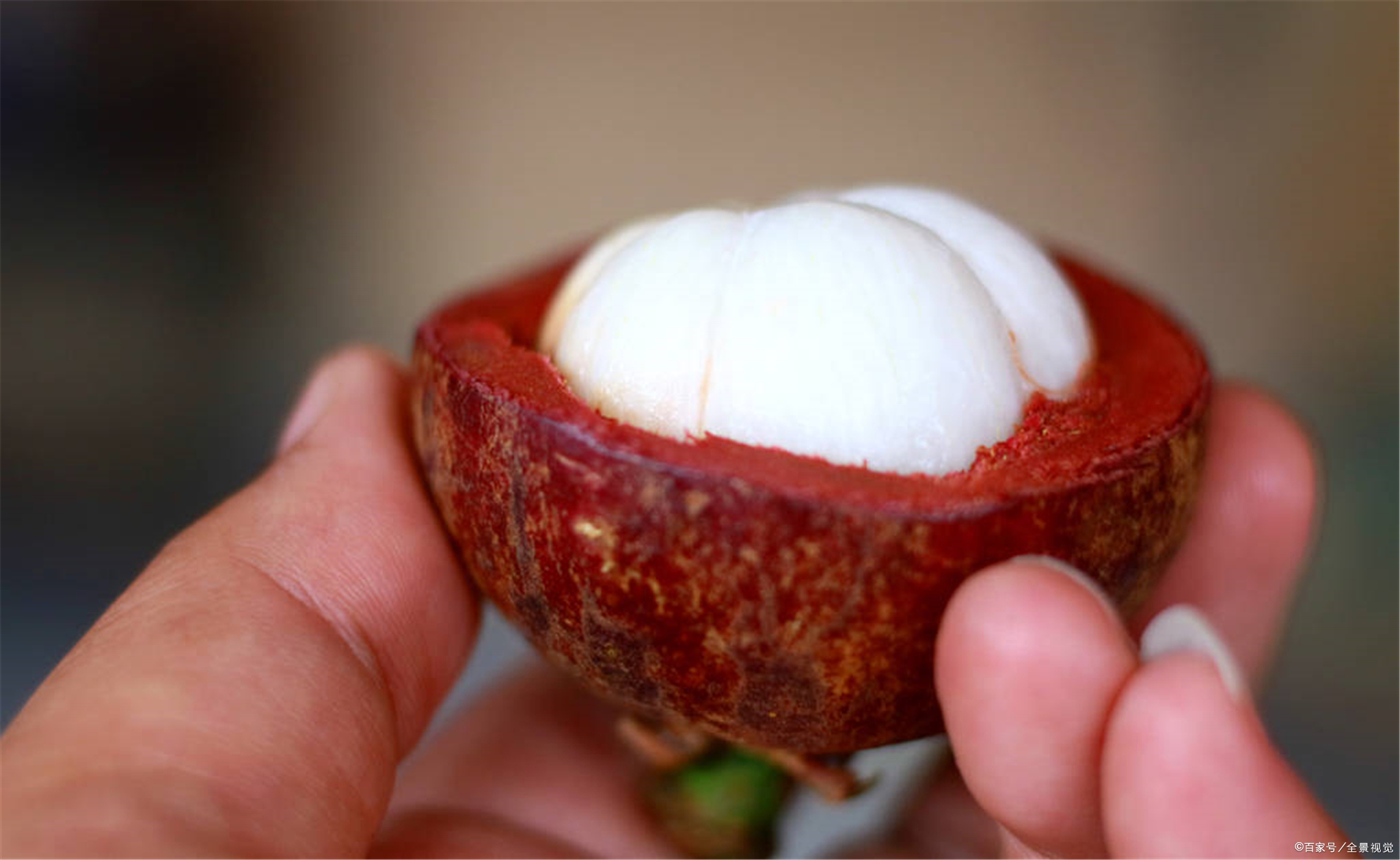 山竹产地采摘方法有哪些,山竹选购秘籍挑选一颗完美的山竹