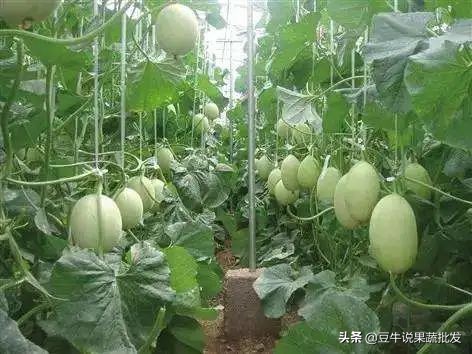 做果蔬批发要注意什么,果蔬批发好做还是零售好做