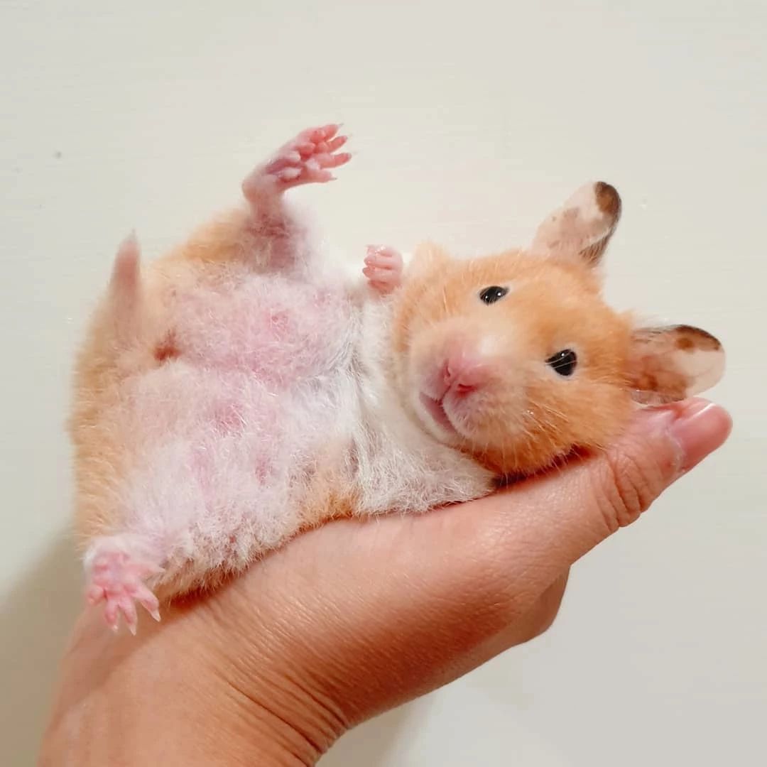 仓鼠什么粮食常吃会引起他挑食,仓鼠为什么不爱吃鼠粮