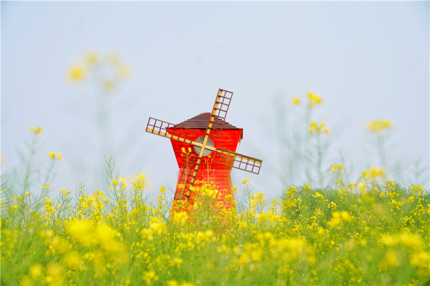 我和宿州有个约会，一场花事，一次慢旅行，探寻最烟火的宿州味道