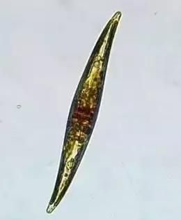 水产养殖业藻类的生命周期,水产养殖常见藻类植物