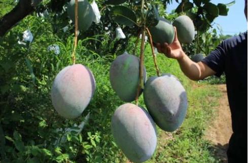 芒果巨无霸完整版,好吃到爆的芒果