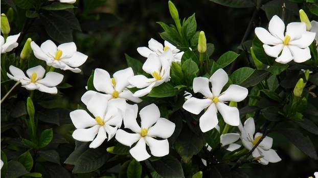 云南特产山货血三七,云南独有的44种野菜