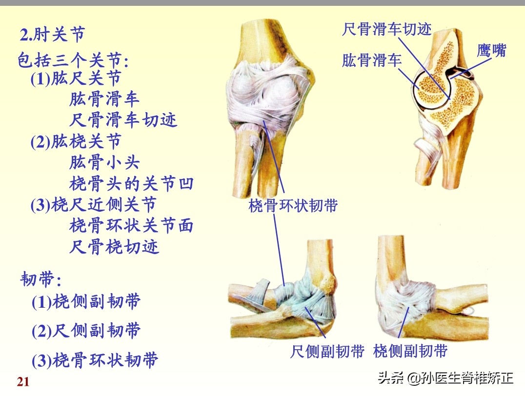 人体解剖学课件ppt,人体解剖学关节学