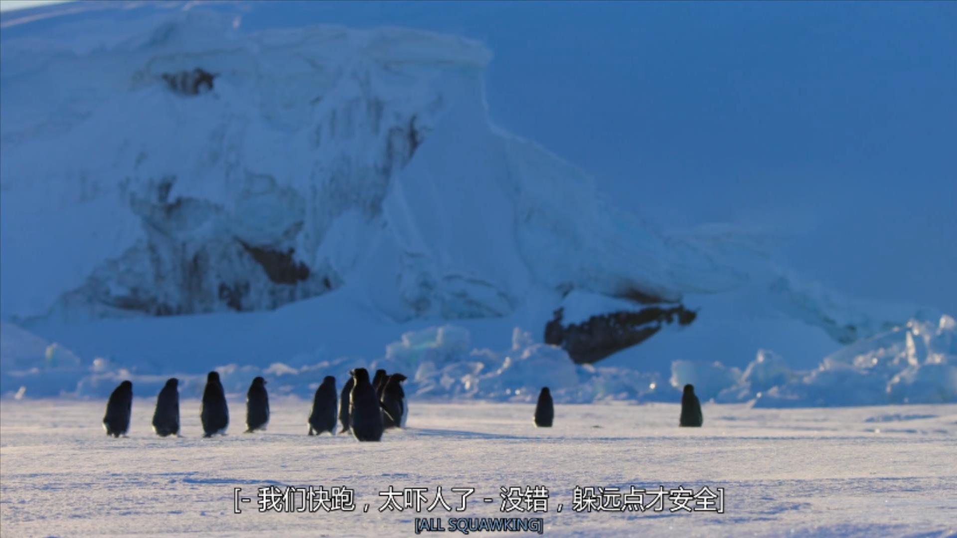 大过年的，被这些小萌萌给笑掉了头