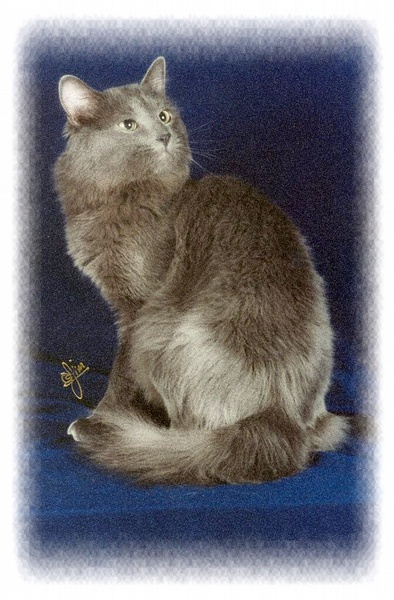 各种猫咪花纹品种,名贵品种猫咪大全