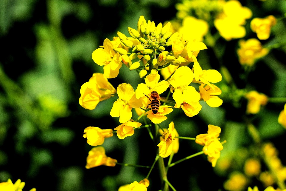 春天到了花儿开了的英语,春天到了美丽的花都开了
