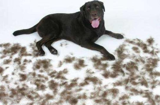 为什么养拉布拉多犬的人越来越多,拉布拉多犬为什么不建议养了