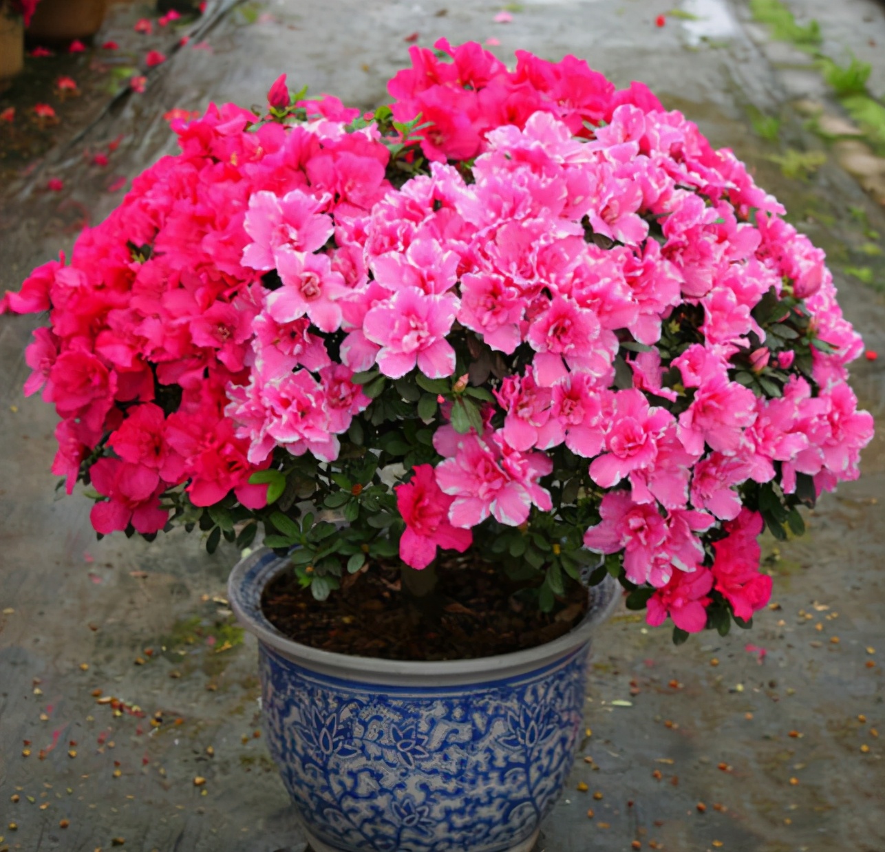 杜鹃花后怎么管理才能复花,杜鹃花开败了修枝修太多怎么办