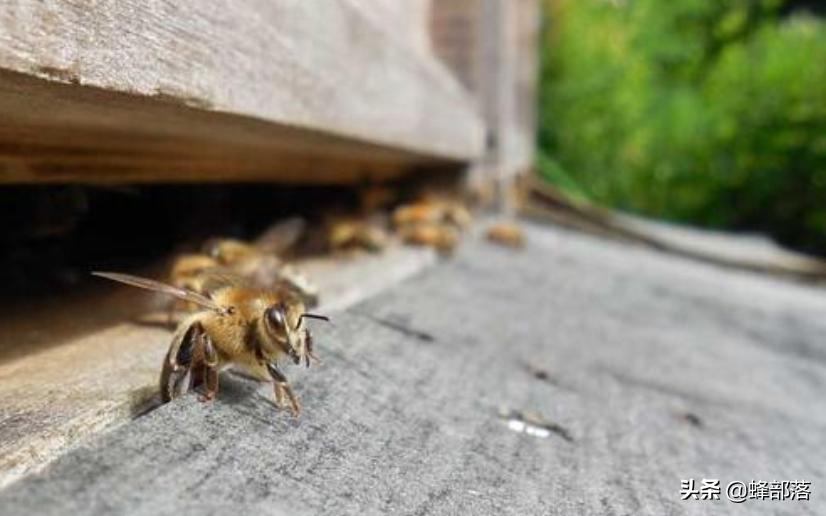 雄蜂与蜂王高空交配是为了避免工蜂干扰?工蜂是如何干扰的?