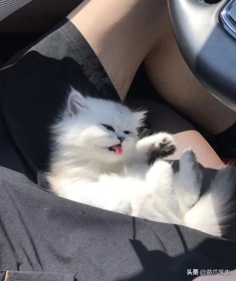 哪个品牌的猫粮把猫吃死了,go猫粮出事后怎么办