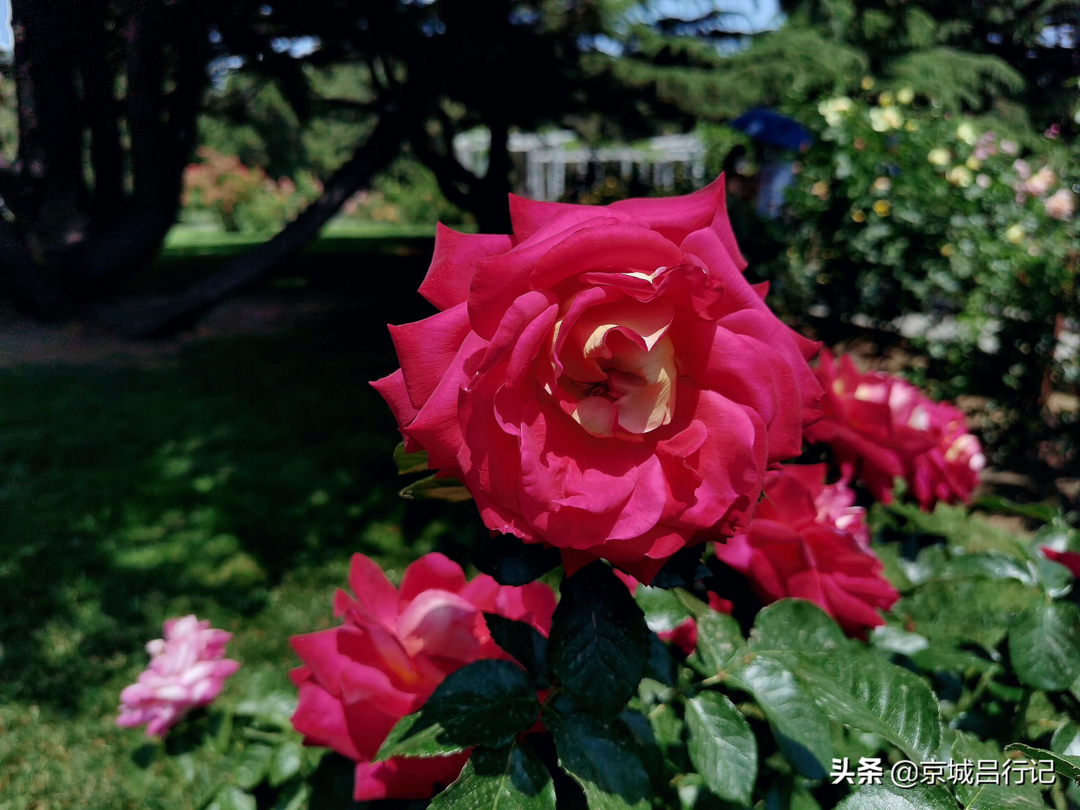 公园拍摄的月季花图片,在公园拍的牡丹花