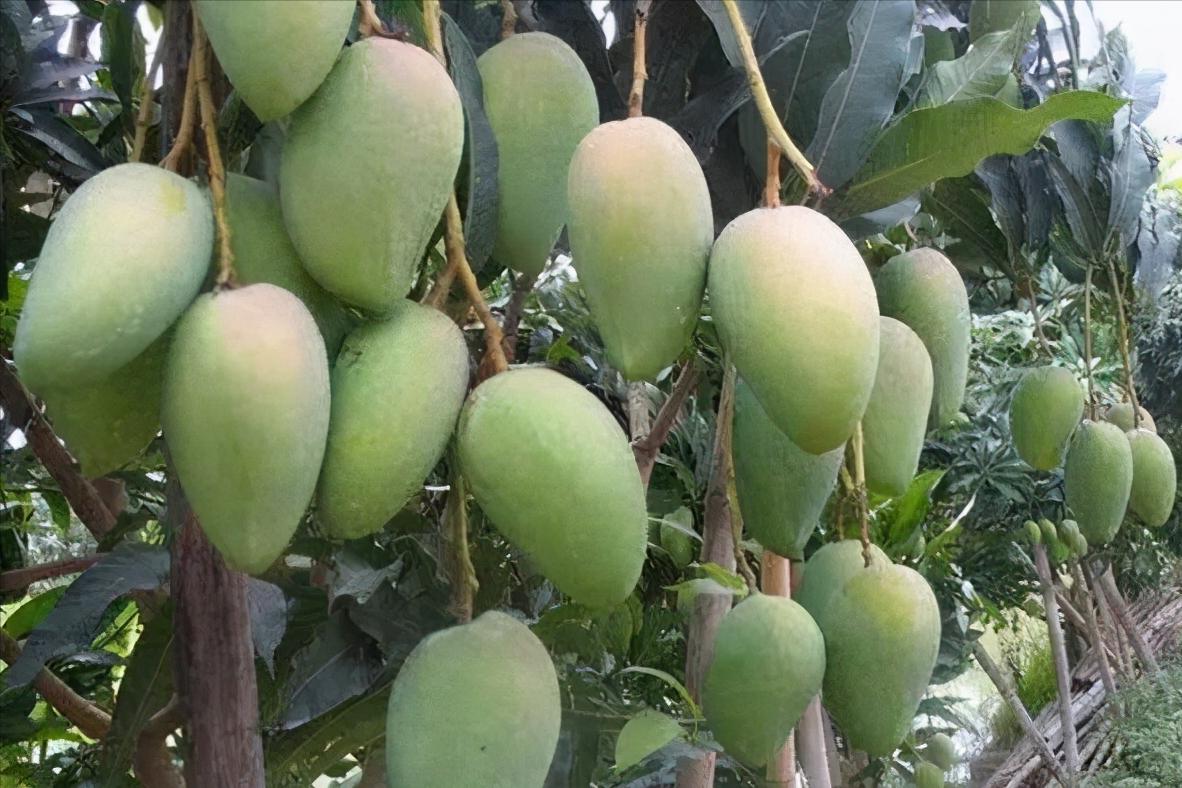 芒果选哪个才能最新鲜,目前哪种芒果最畅销